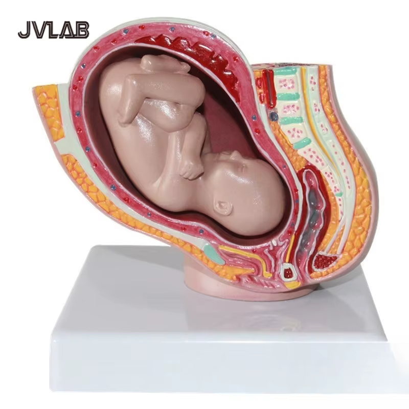 Section pelvienne humaine féminine, modèle anatomique de grossesse, modèle de foetus de bébé de neuf