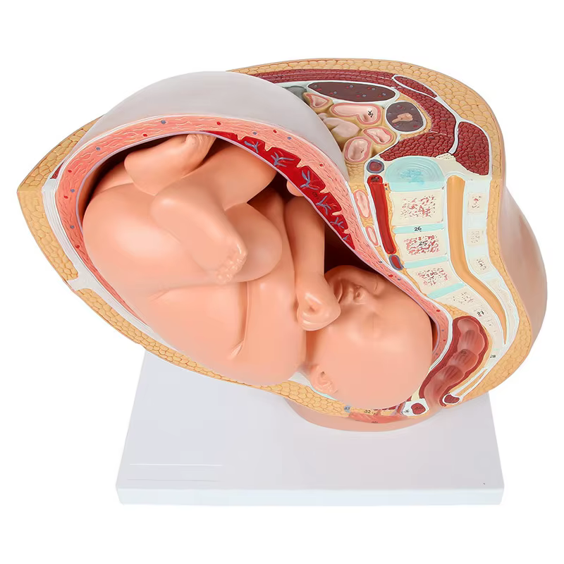 Modèle anatomique du placenta pour l'étude du développement fœtal humain au 9ème mois, modèle pelvie