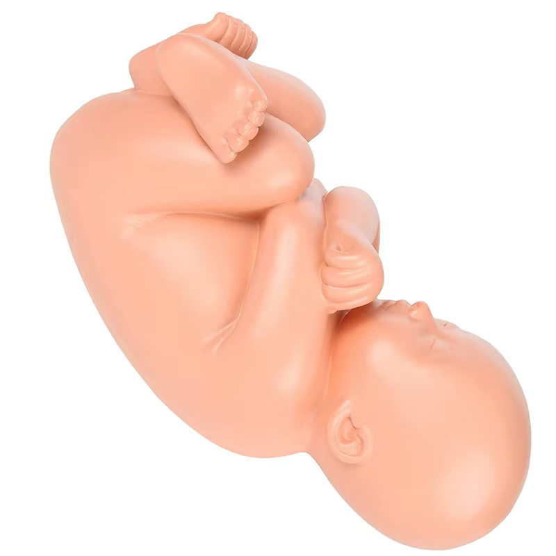 Modèle anatomique du placenta pour l'étude du développement fœtal humain au 9ème mois, modèle pelvien embryonnaire du fœtus