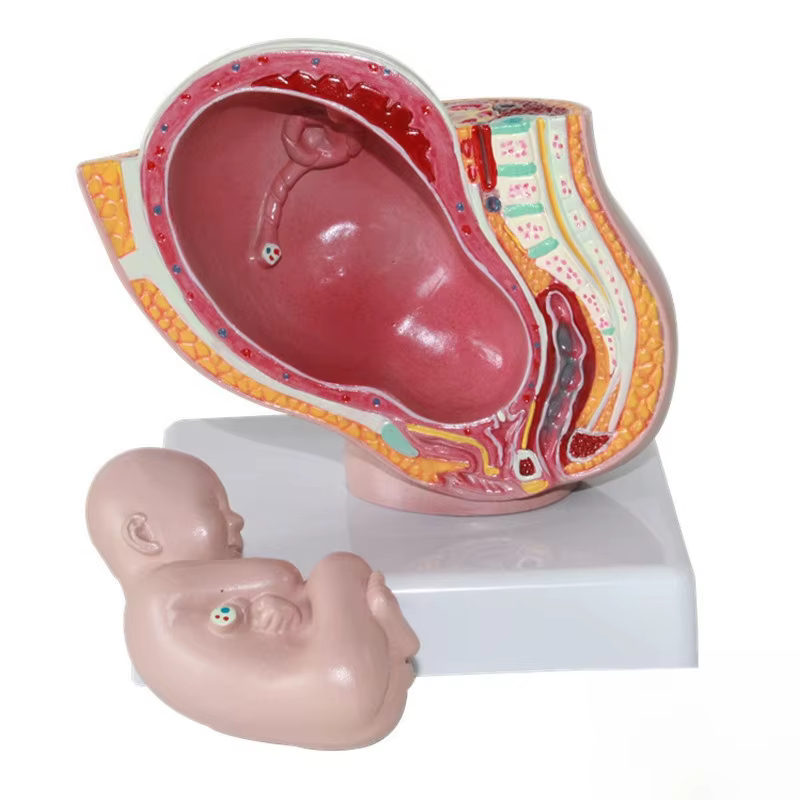 Section pelvienne humaine féminine, modèle anatomique de grossesse, modèle de foetus de bébé de neuf mois avec mère et fœtus amovibles JVLAB