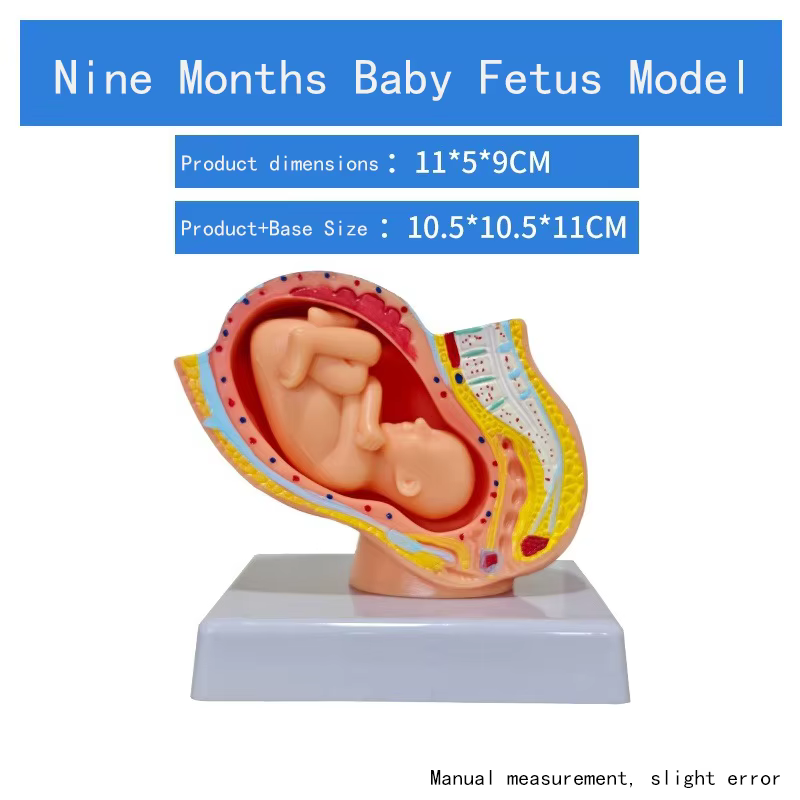 Section pelvienne humaine féminine, modèle anatomique de grossesse, modèle de foetus de bébé de neuf mois avec mère et fœtus amovibles JVLAB