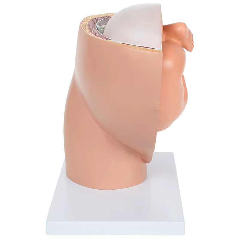 Modèle anatomique du placenta pour l'étude du développement fœtal humain au 9ème mois, modèle pelvien embryonnaire du fœtus